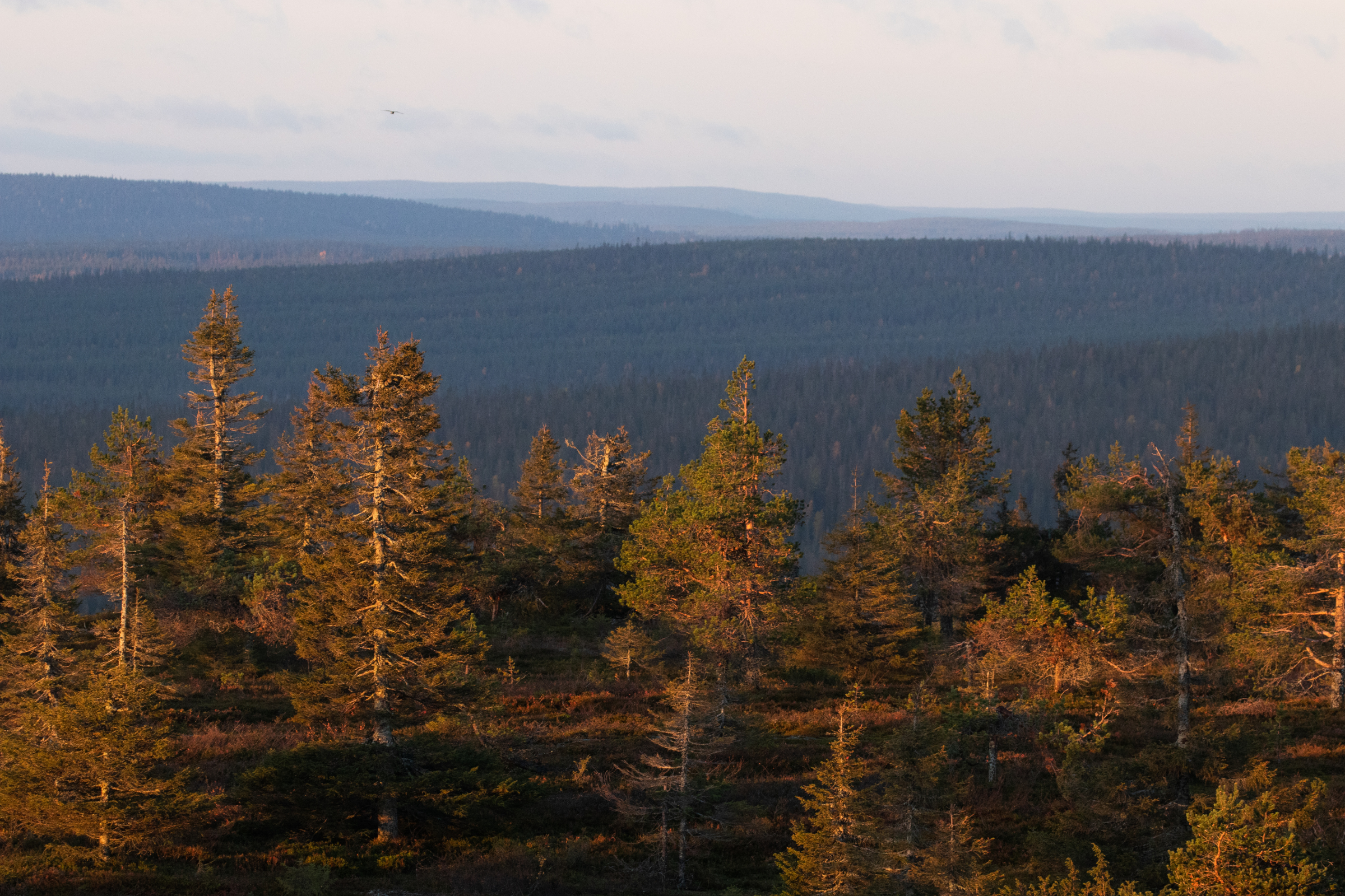 Riisitunturi_National_Park[1].webp